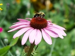 Daniel Stowe Botanical Garden